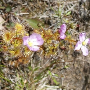 Drosera gunniana at Borough, NSW - suppressed