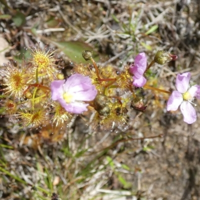 Drosera gunniana (Pale Sundew) at Boro - 26 Oct 2022 by Paul4K