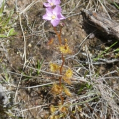 Drosera gunniana at Borough, NSW - 27 Oct 2022