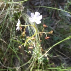 Drosera auriculata (Tall Sundew) at Borough, NSW - 27 Oct 2022 by Paul4K