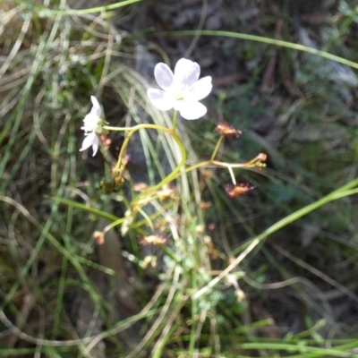 Drosera auriculata (Tall Sundew) at Borough, NSW - 27 Oct 2022 by Paul4K