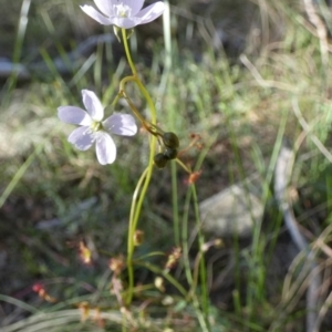 Drosera auriculata at Borough, NSW - 27 Oct 2022