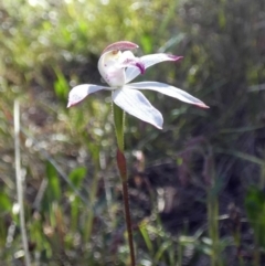 Caladenia moschata (Musky Caps) at Borough, NSW - 27 Oct 2022 by Paul4K