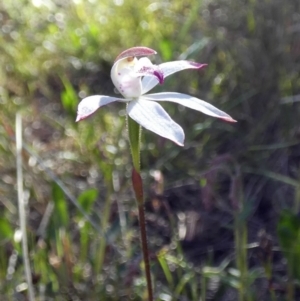 Caladenia moschata at Borough, NSW - suppressed