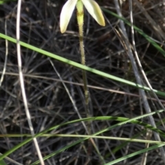 Caladenia transitoria at Borough, NSW - 27 Oct 2022 by Paul4K