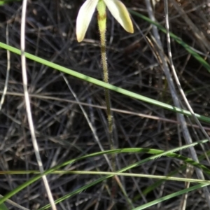 Caladenia transitoria at suppressed - 27 Oct 2022