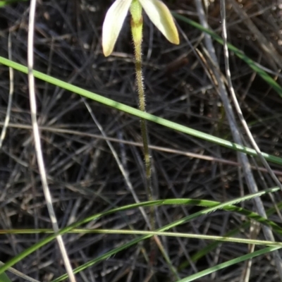 Caladenia transitoria at Borough, NSW - 27 Oct 2022 by Paul4K