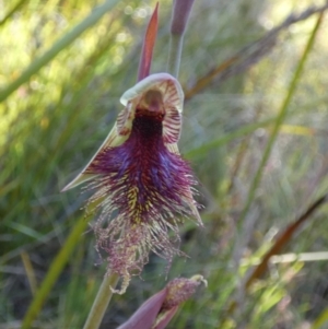 Calochilus platychilus at Borough, NSW - suppressed