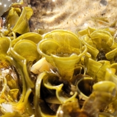 Unidentified Marine Alga & Seaweed at Nambucca Heads, NSW - 28 Oct 2022 by trevorpreston