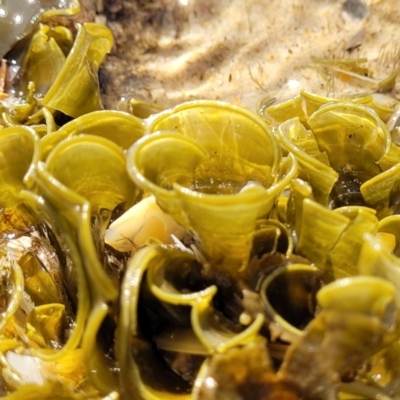Unidentified Marine Alga & Seaweed at Nambucca Heads, NSW - 28 Oct 2022 by trevorpreston