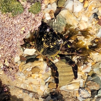 Unidentified Crab at Nambucca Heads, NSW - 28 Oct 2022 by trevorpreston