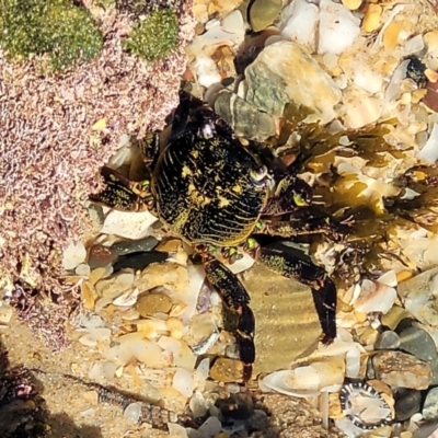 Leptograpsus variegatus at Nambucca Heads, NSW - 28 Oct 2022 by trevorpreston