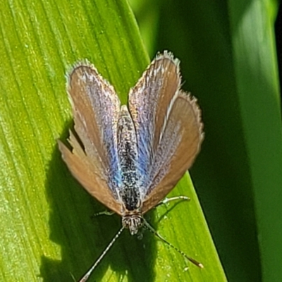 Zizina otis (Common Grass-Blue) at Nambucca Heads, NSW - 28 Oct 2022 by trevorpreston