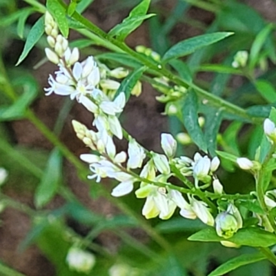 Polygala paniculata (Polygala) at Nambucca Heads, NSW - 28 Oct 2022 by trevorpreston