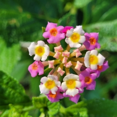 Lantana camara (Lantana) at Nambucca Heads, NSW - 28 Oct 2022 by trevorpreston