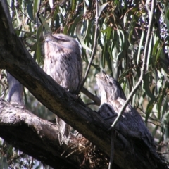 Podargus strigoides (Tawny Frogmouth) at Kambah, ACT - 28 Oct 2022 by MatthewFrawley