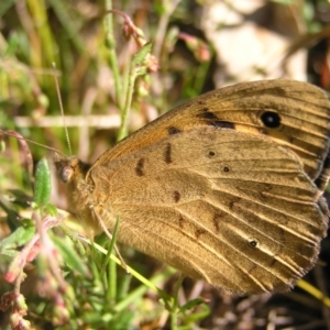 Heteronympha merope at Kambah, ACT - 29 Oct 2022 09:10 AM