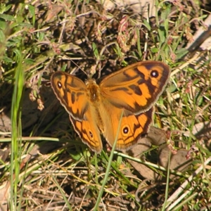 Heteronympha merope at Kambah, ACT - 29 Oct 2022 09:10 AM