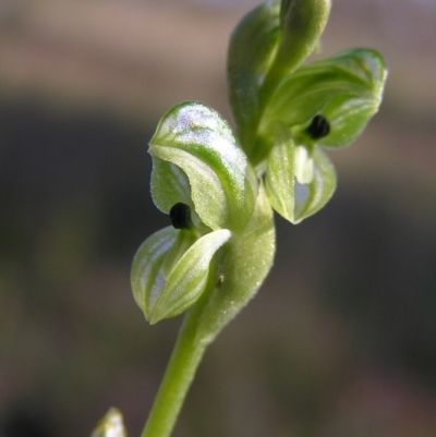 Hymenochilus bicolor (ACT) = Pterostylis bicolor (NSW) (Black-tip Greenhood) at Kambah, ACT - 29 Oct 2022 by MatthewFrawley