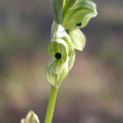 Hymenochilus bicolor at Kambah, ACT - 29 Oct 2022