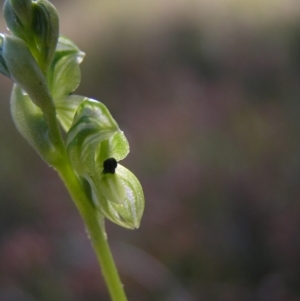 Hymenochilus bicolor at Kambah, ACT - 29 Oct 2022