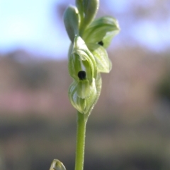 Hymenochilus bicolor at Kambah, ACT - 29 Oct 2022