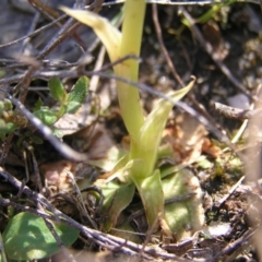 Hymenochilus bicolor at Kambah, ACT - 29 Oct 2022