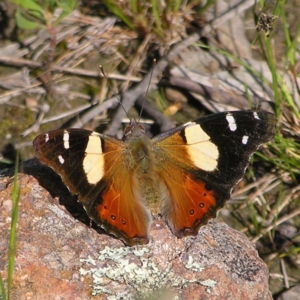 Vanessa itea at Kambah, ACT - 29 Oct 2022