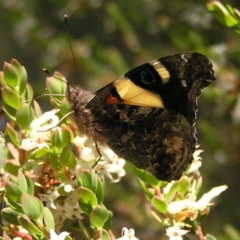 Vanessa itea at Kambah, ACT - 29 Oct 2022