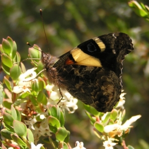 Vanessa itea at Kambah, ACT - 29 Oct 2022