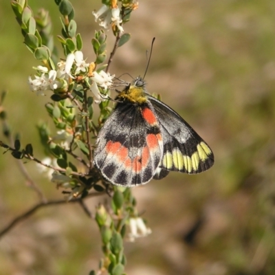 Delias harpalyce (Imperial Jezebel) at Kambah, ACT - 28 Oct 2022 by MatthewFrawley