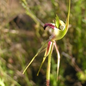 Caladenia atrovespa at Kambah, ACT - suppressed