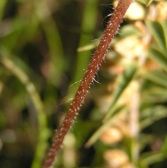 Caladenia atrovespa at Kambah, ACT - suppressed