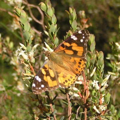 Vanessa kershawi (Australian Painted Lady) at Kambah, ACT - 28 Oct 2022 by MatthewFrawley