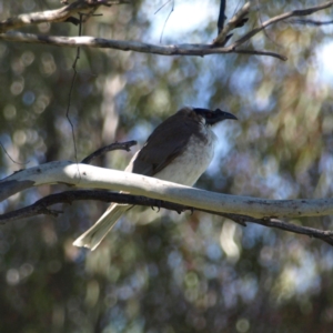 Philemon corniculatus at Kambah, ACT - 29 Oct 2022