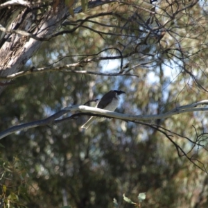 Philemon corniculatus at Kambah, ACT - 29 Oct 2022