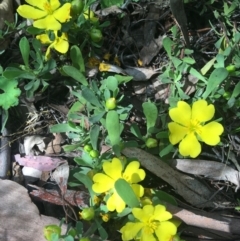 Hibbertia obtusifolia (Grey Guinea-flower) at Wamboin, NSW - 8 Nov 2021 by Devesons