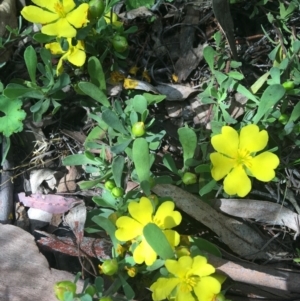 Hibbertia obtusifolia at Wamboin, NSW - 9 Nov 2021 09:34 AM