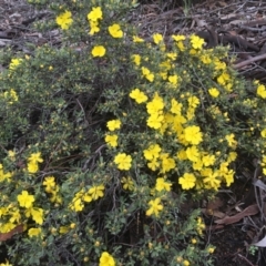 Hibbertia obtusifolia at Wamboin, NSW - 9 Nov 2021 09:34 AM