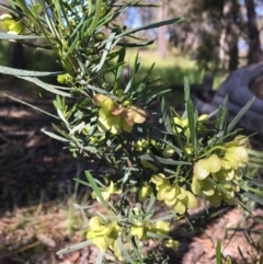 Dodonaea viscosa subsp. angustifolia (Giant Hop-bush) at Wamboin, NSW - 8 Nov 2020 by Devesons