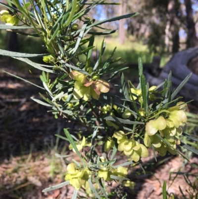 Dodonaea viscosa subsp. angustifolia (Giant Hop-bush) at Wamboin, NSW - 8 Nov 2020 by Devesons