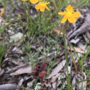 Hypericum gramineum at Wamboin, NSW - 13 Nov 2020