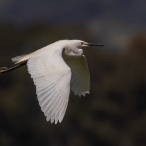 Egretta garzetta at Fyshwick, ACT - 29 Oct 2022