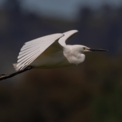 Egretta garzetta at Fyshwick, ACT - 29 Oct 2022 10:08 AM