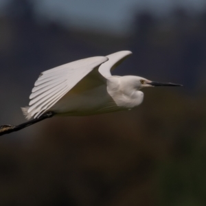 Egretta garzetta at Fyshwick, ACT - 29 Oct 2022