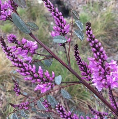 Indigofera australis subsp. australis (Australian Indigo) at Wamboin, NSW - 22 Sep 2021 by Devesons