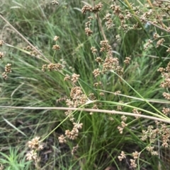 Juncus vaginatus (Clustered Rush) at Wamboin, NSW - 18 Jan 2021 by Devesons