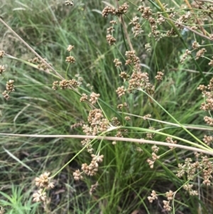 Juncus vaginatus at Wamboin, NSW - 18 Jan 2021 12:20 PM