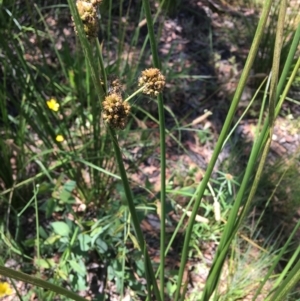 Juncus vaginatus at Wamboin, NSW - 18 Jan 2021 12:20 PM