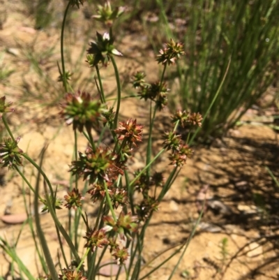 Juncus holoschoenus (Joint-leaved Rush) at Wamboin, NSW - 17 Jan 2022 by Devesons